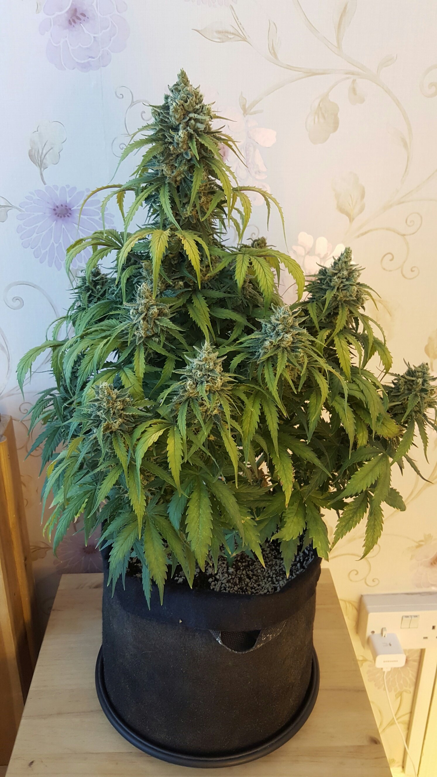 FastBuds - Rhino Ryder (auto/fem.)