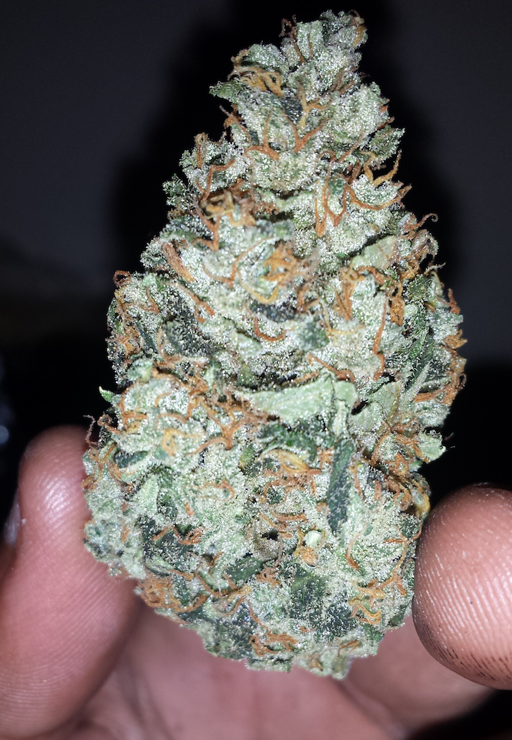 FastBuds - Rhino Ryder (auto/fem.)