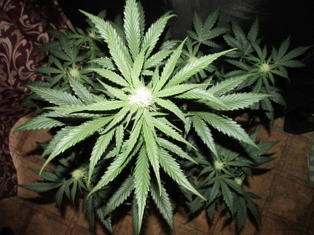 FastBuds - Rhino Ryder (auto/fem.)