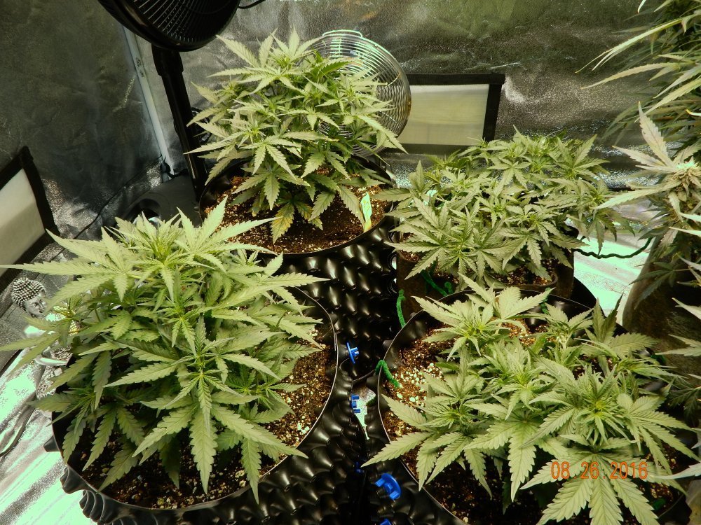 FastBuds - Rhino Ryder (auto/fem.)