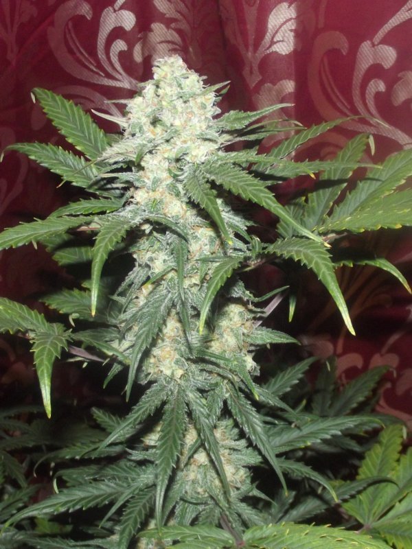 FastBuds - Rhino Ryder (auto/fem.)