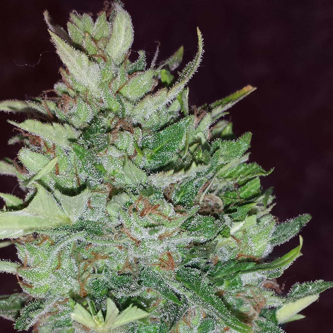 FastBuds - Rhino Ryder (auto/fem.)