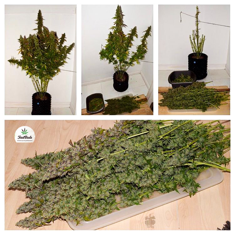 FastBuds - Six Shooter (auto/fem.)