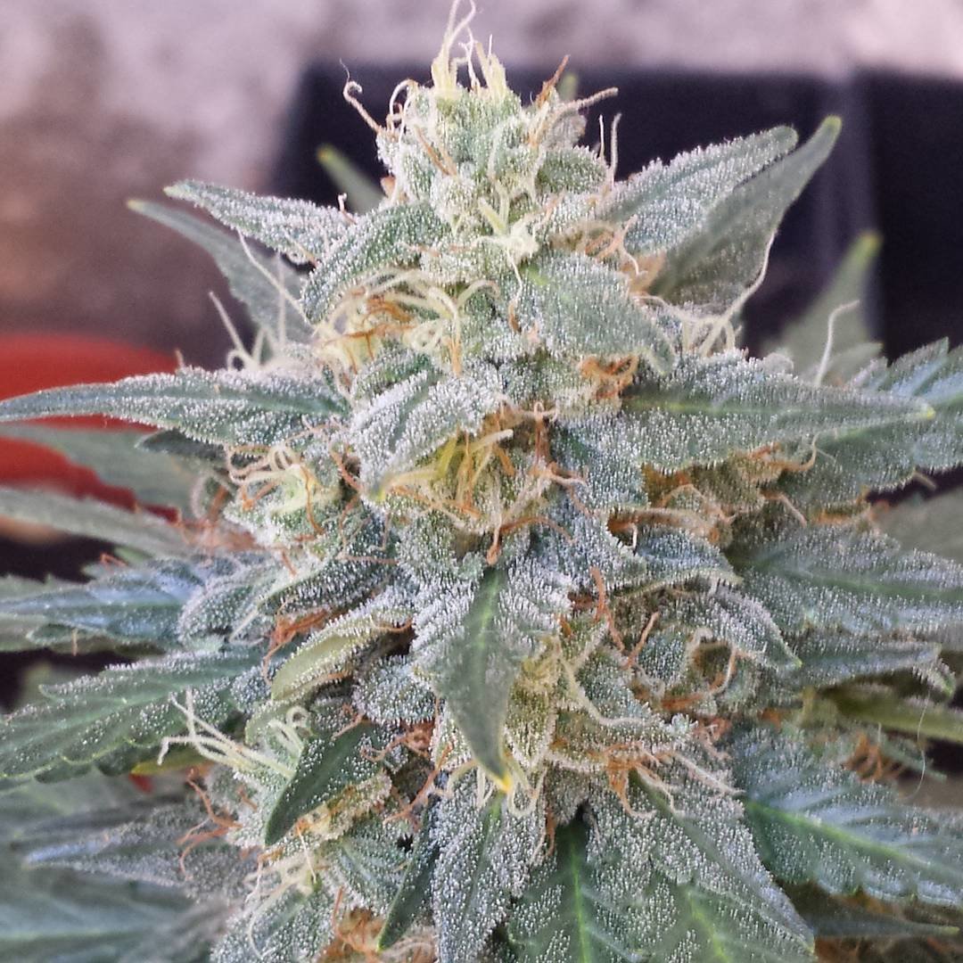 FastBuds - Six Shooter (auto/fem.)
