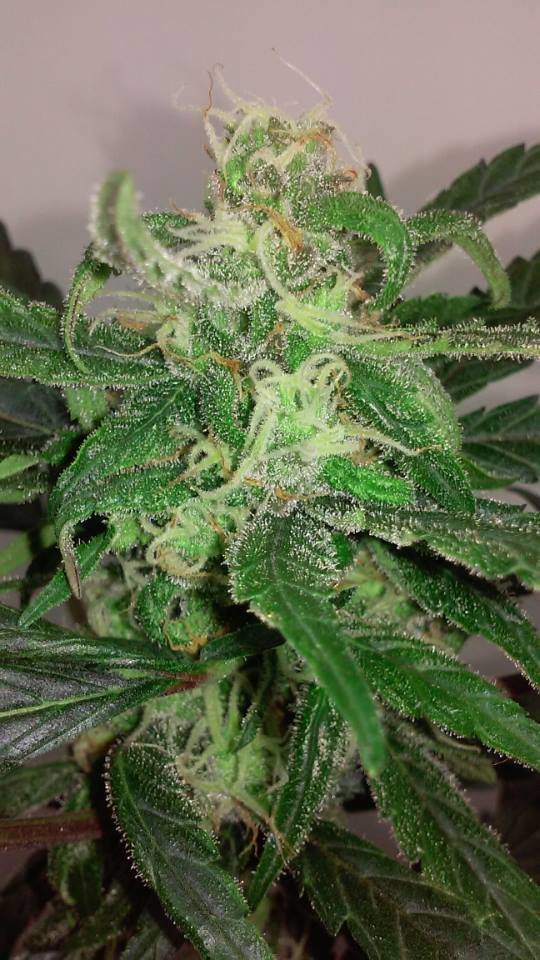 FastBuds - Six Shooter (auto/fem.)