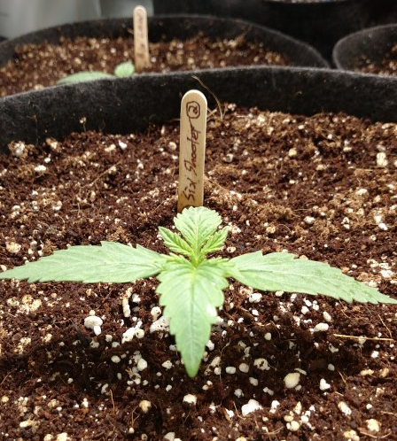 FastBuds - Six Shooter (auto/fem.)