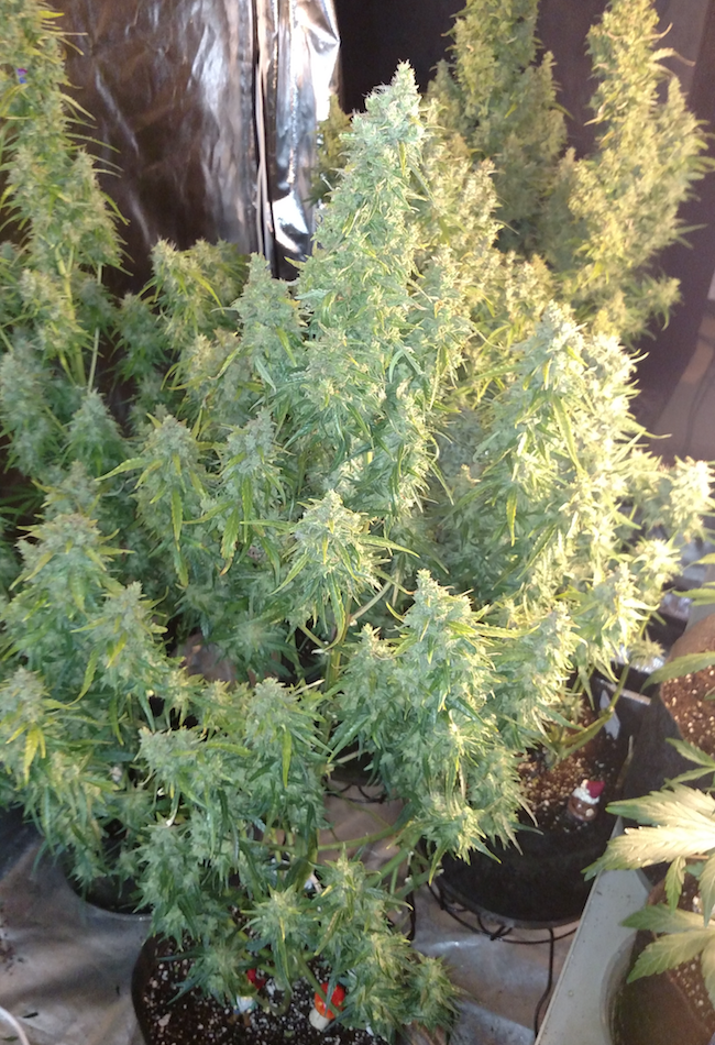 FastBuds - Six Shooter (auto/fem.)