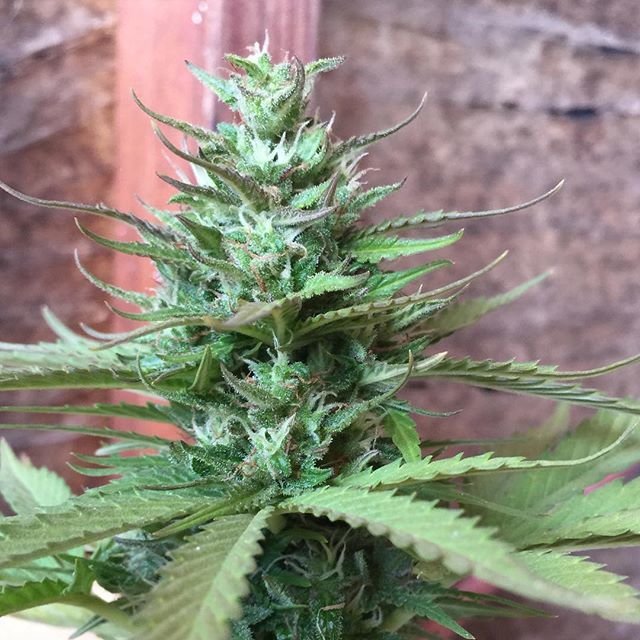 FastBuds - Six Shooter (auto/fem.)