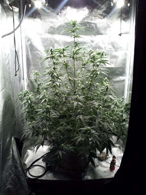 FastBuds - Six Shooter (auto/fem.)