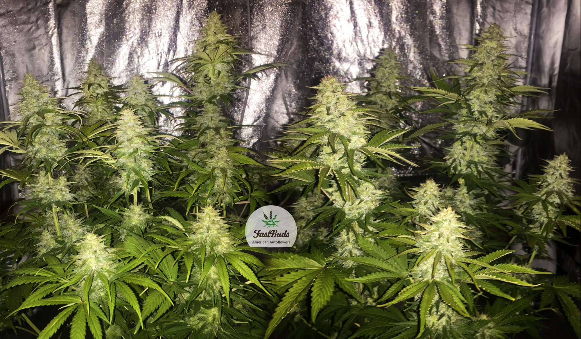 FastBuds - Six Shooter (auto/fem.)