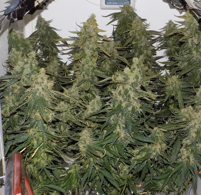 FastBuds - Six Shooter (auto/fem.)