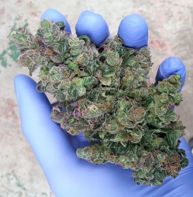 FastBuds - Six Shooter (auto/fem.)