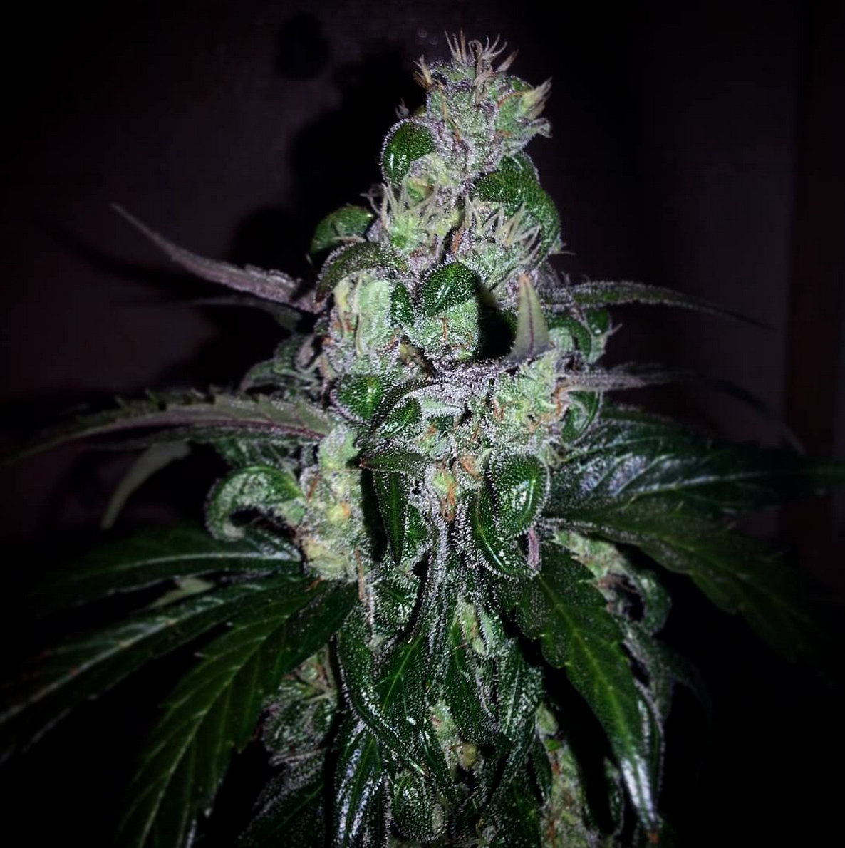 FastBuds - Six Shooter (auto/fem.)