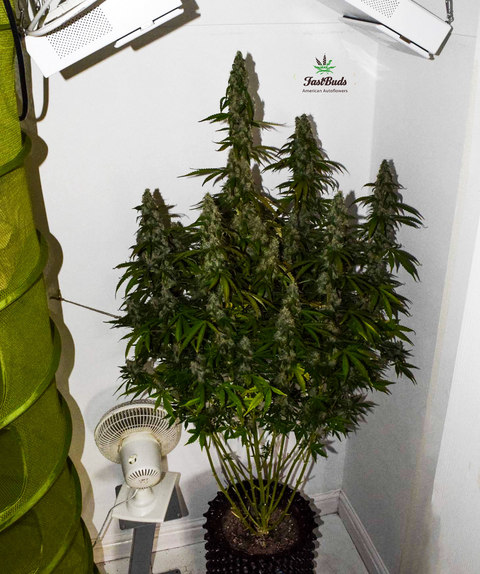 FastBuds - Six Shooter (auto/fem.)