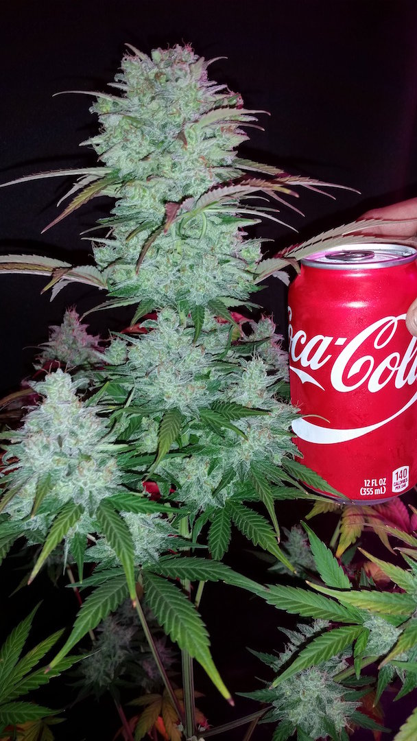 FastBuds - Six Shooter (auto/fem.)