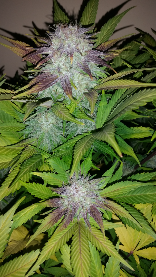 FastBuds - Six Shooter (auto/fem.)