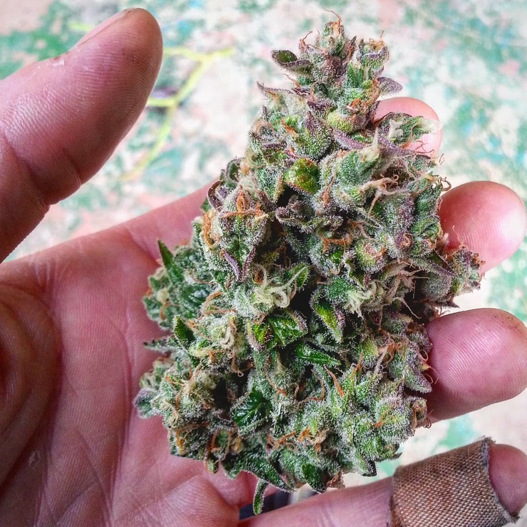 FastBuds - Six Shooter (auto/fem.)