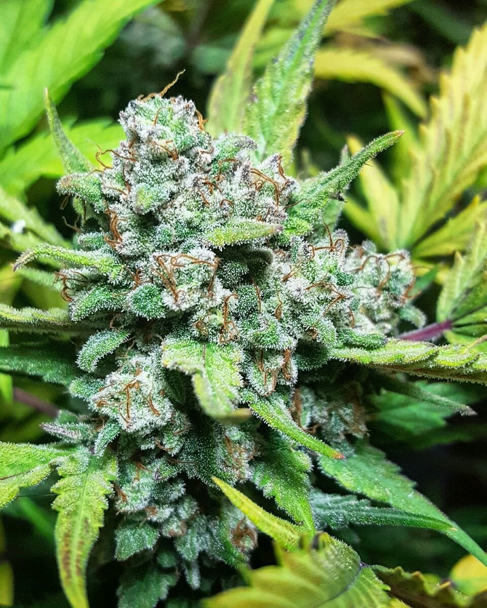 FastBuds - Stardawg (auto/fem.)