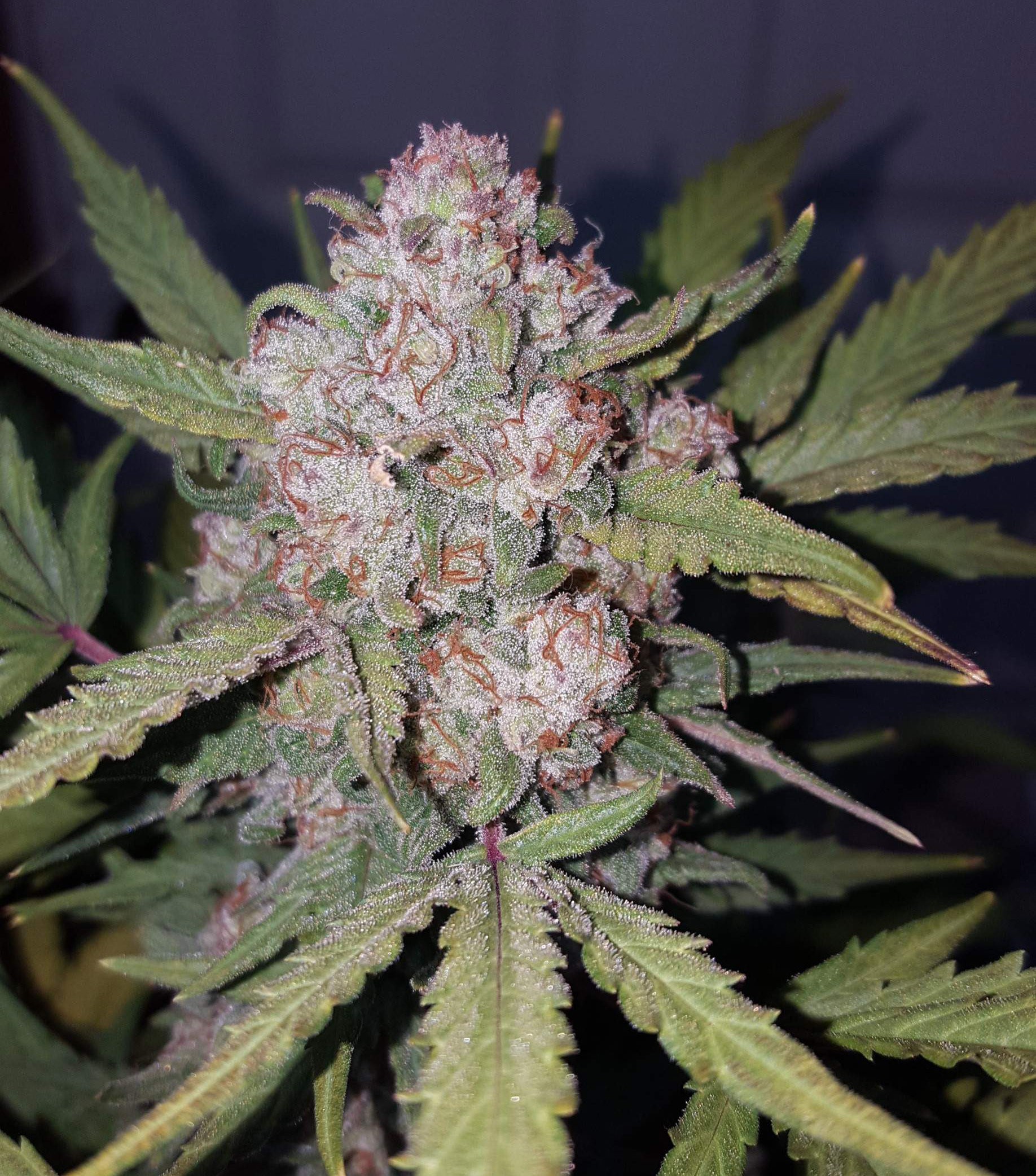FastBuds - Stardawg (auto/fem.)