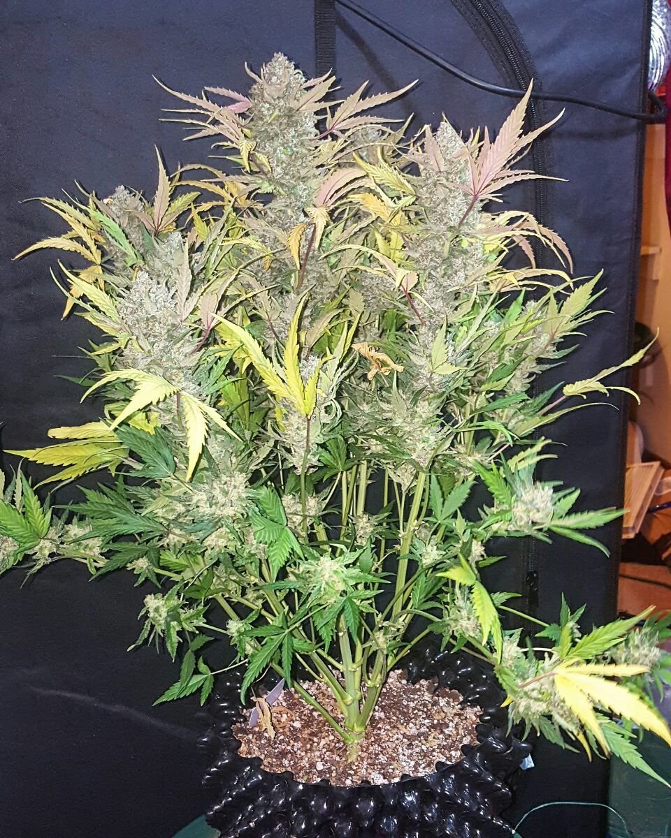 FastBuds - Stardawg (auto/fem.)