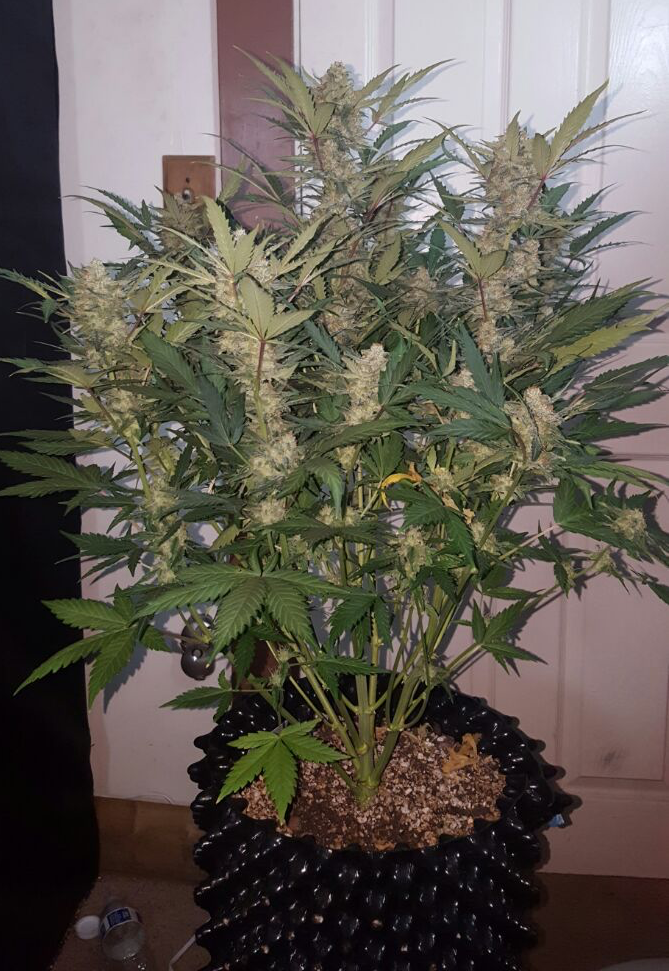 FastBuds - Stardawg (auto/fem.)
