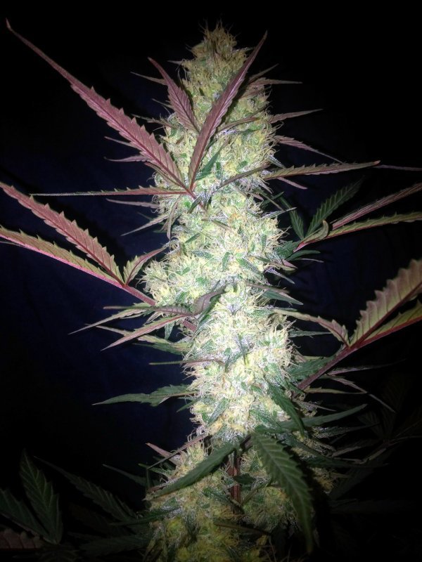 FastBuds - Stardawg (auto/fem.)