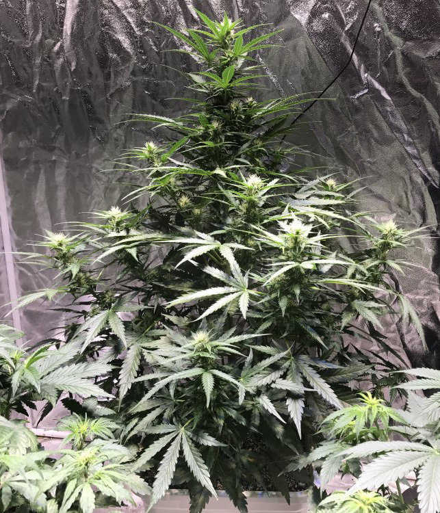FastBuds - Tangie'matic (auto/fem.)