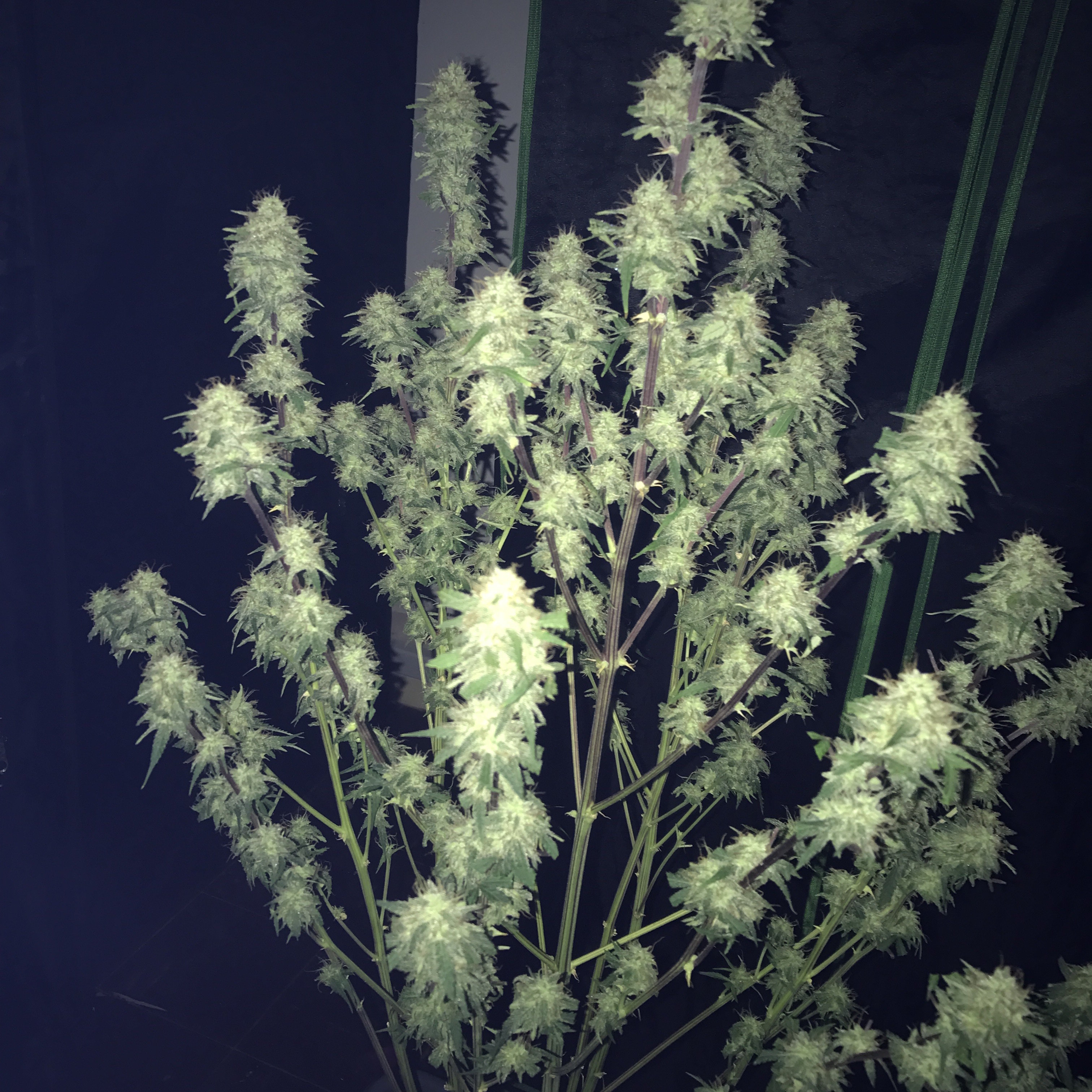 FastBuds - Tangie'matic (auto/fem.)