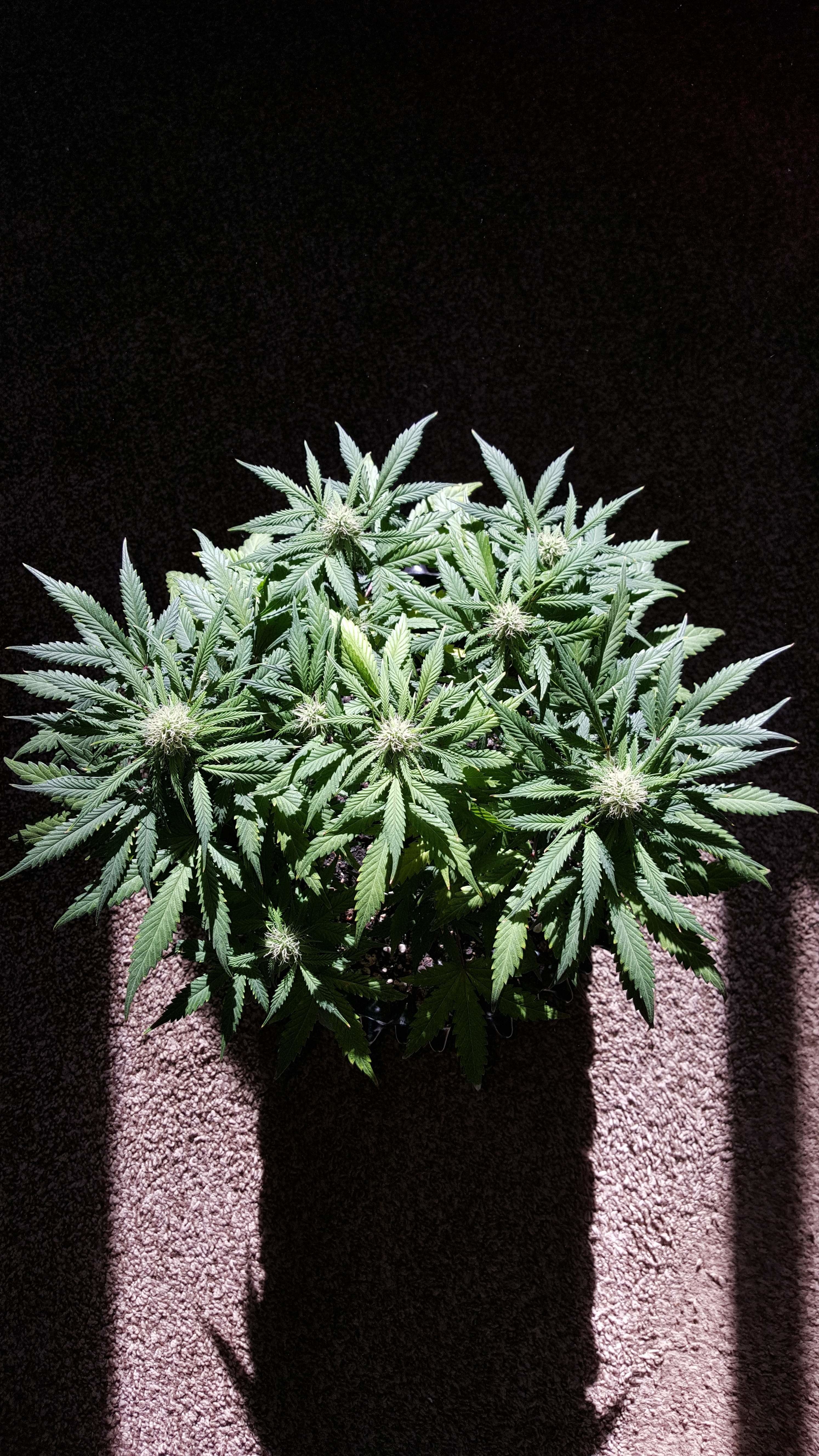 FastBuds - Tangie'matic (auto/fem.)