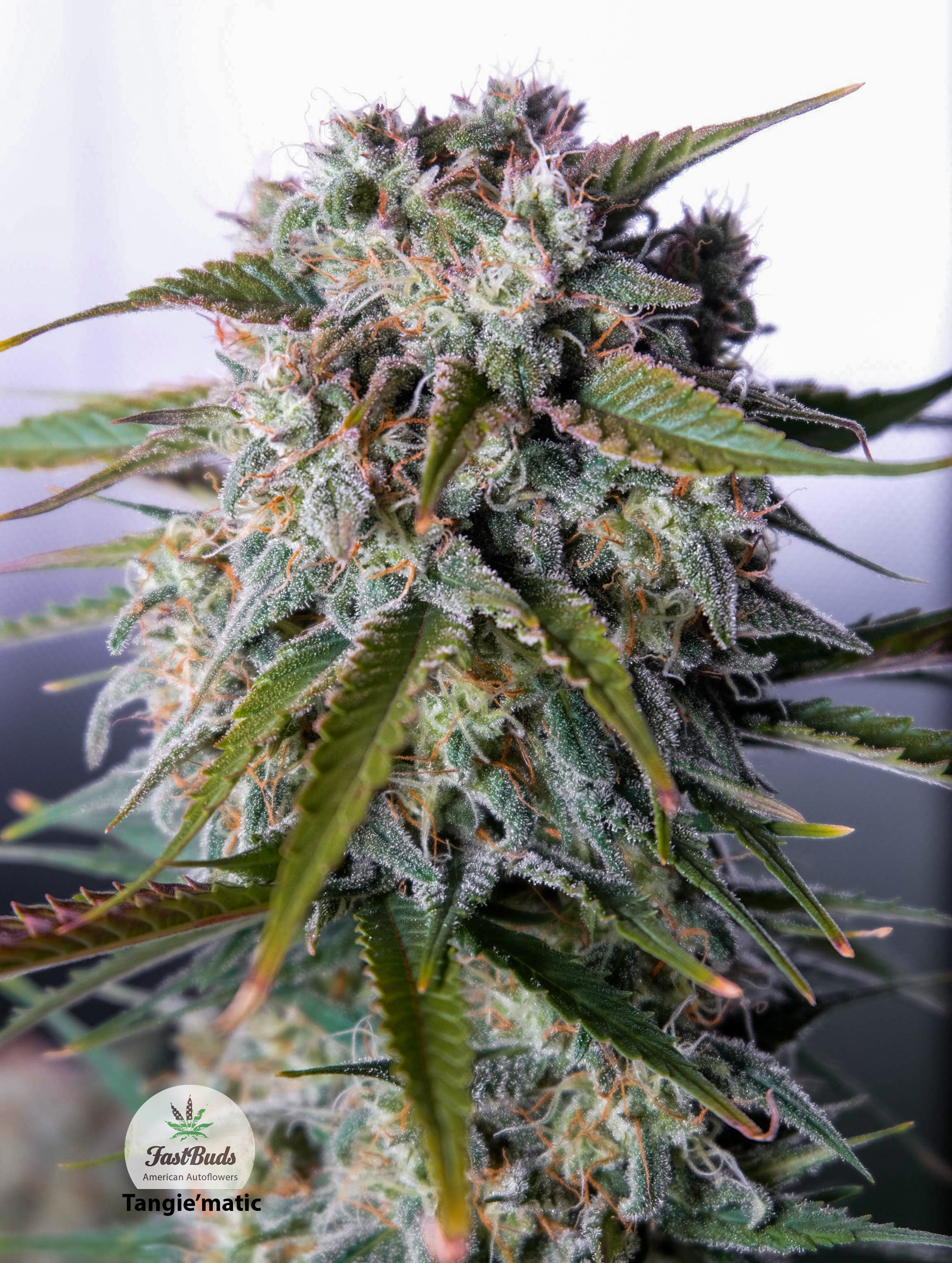 FastBuds - Tangie'matic (auto/fem.)