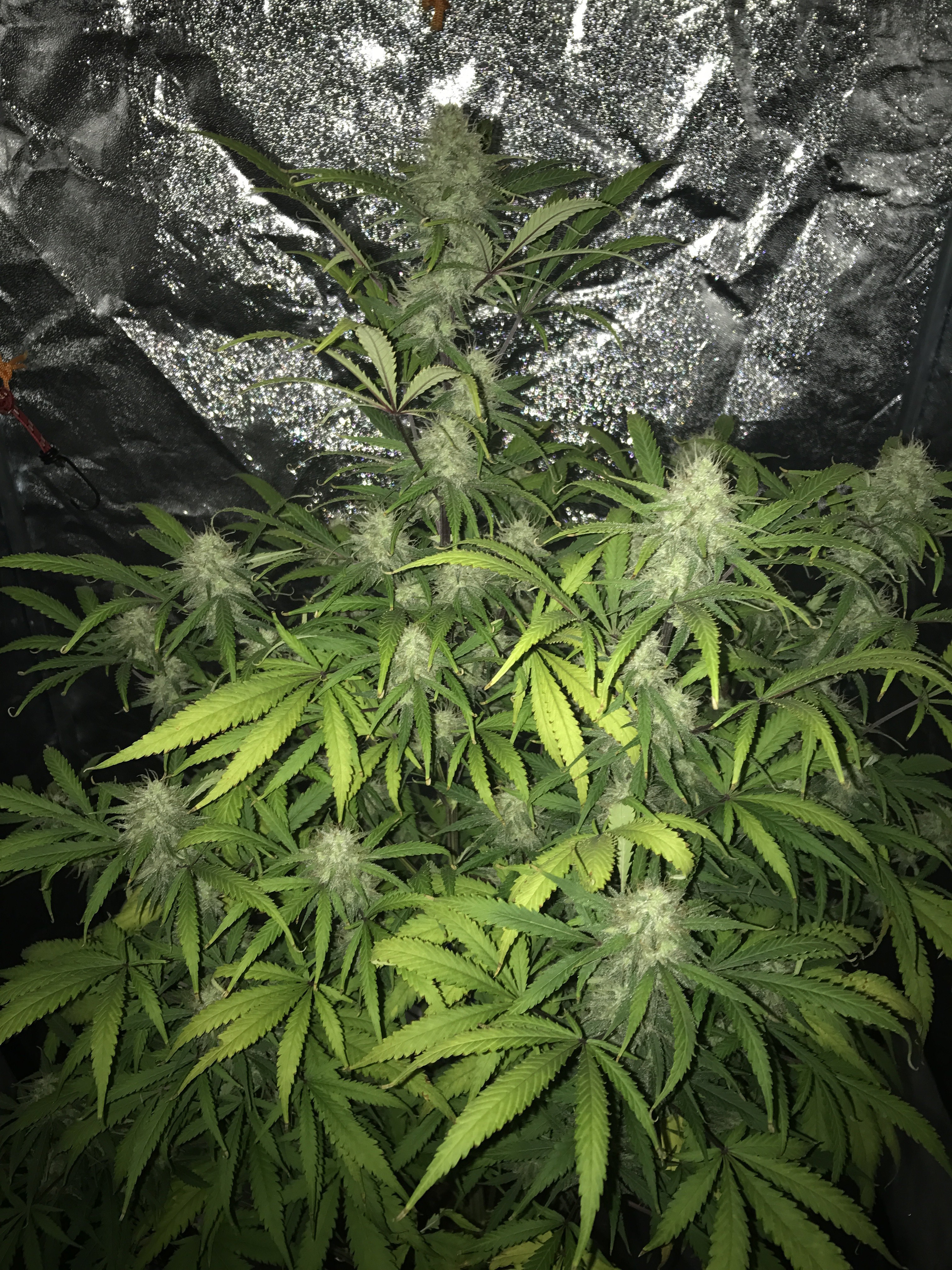 FastBuds - Tangie'matic (auto/fem.)