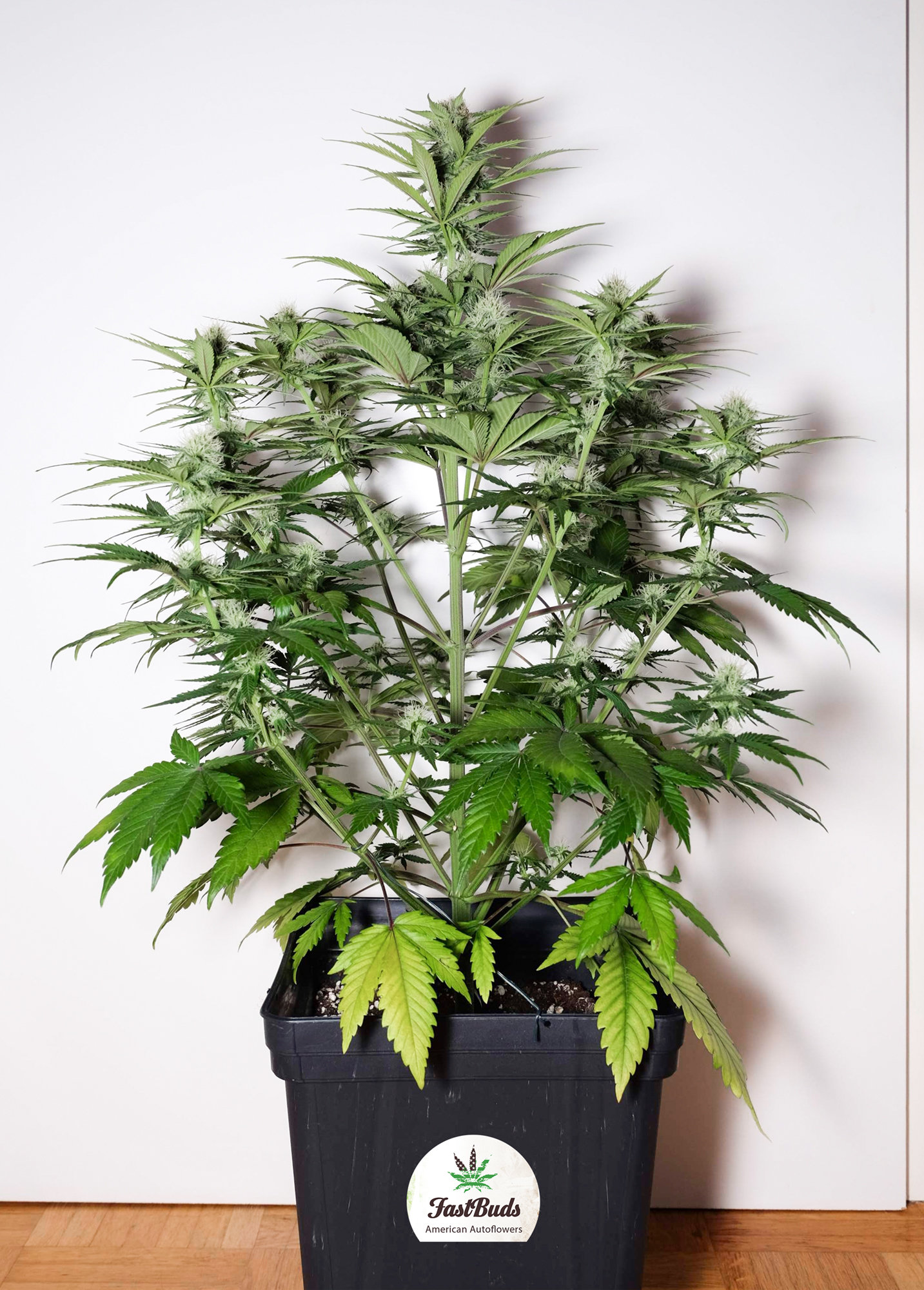 FastBuds - Tangie'matic (auto/fem.)