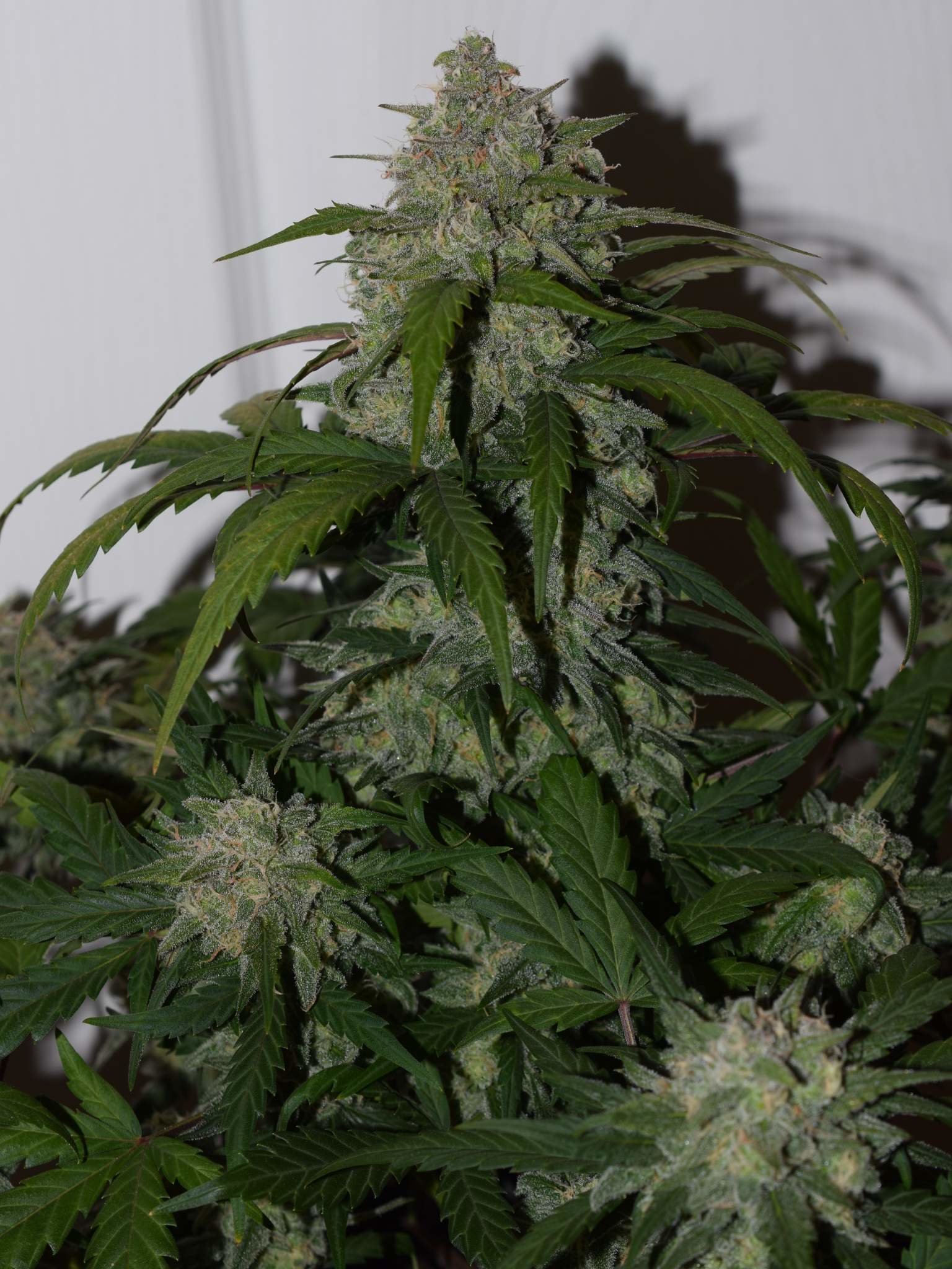 FastBuds - Tangie'matic (auto/fem.)