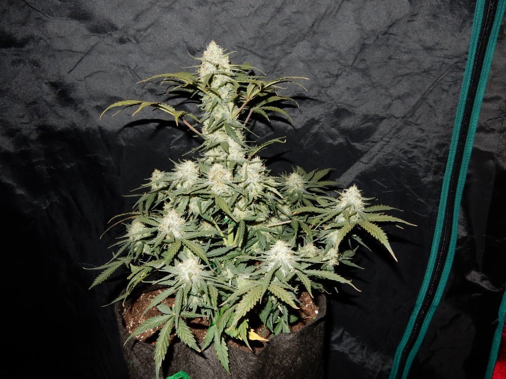 FastBuds - West Coast O.G. (auto/fem.)