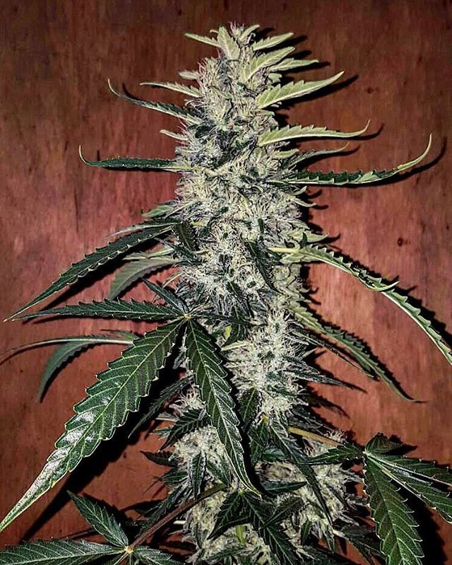 FastBuds - West Coast O.G. (auto/fem.)