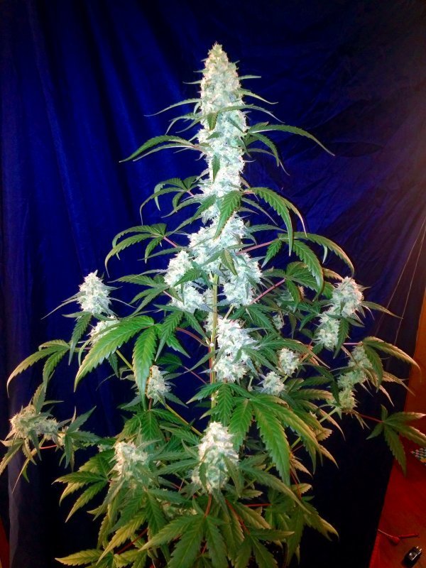 FastBuds - West Coast O.G. (auto/fem.)