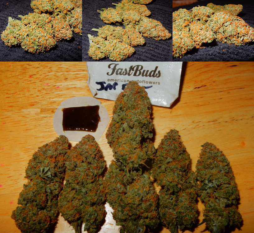 FastBuds - West Coast O.G. (auto/fem.)