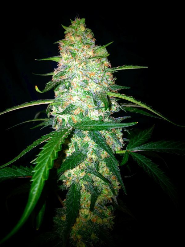 FastBuds - West Coast O.G. (auto/fem.)
