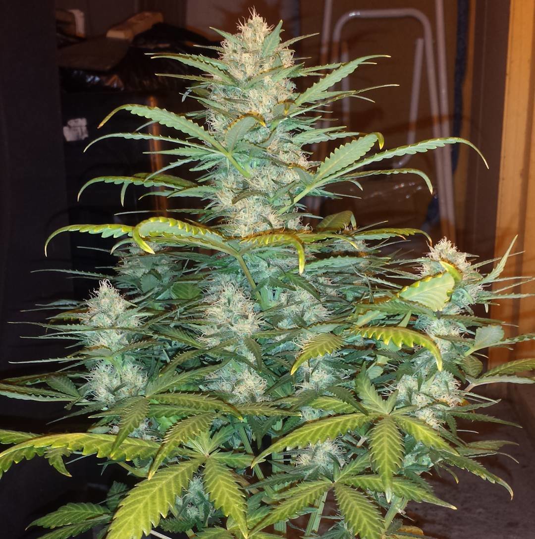 FastBuds - West Coast O.G. (auto/fem.)
