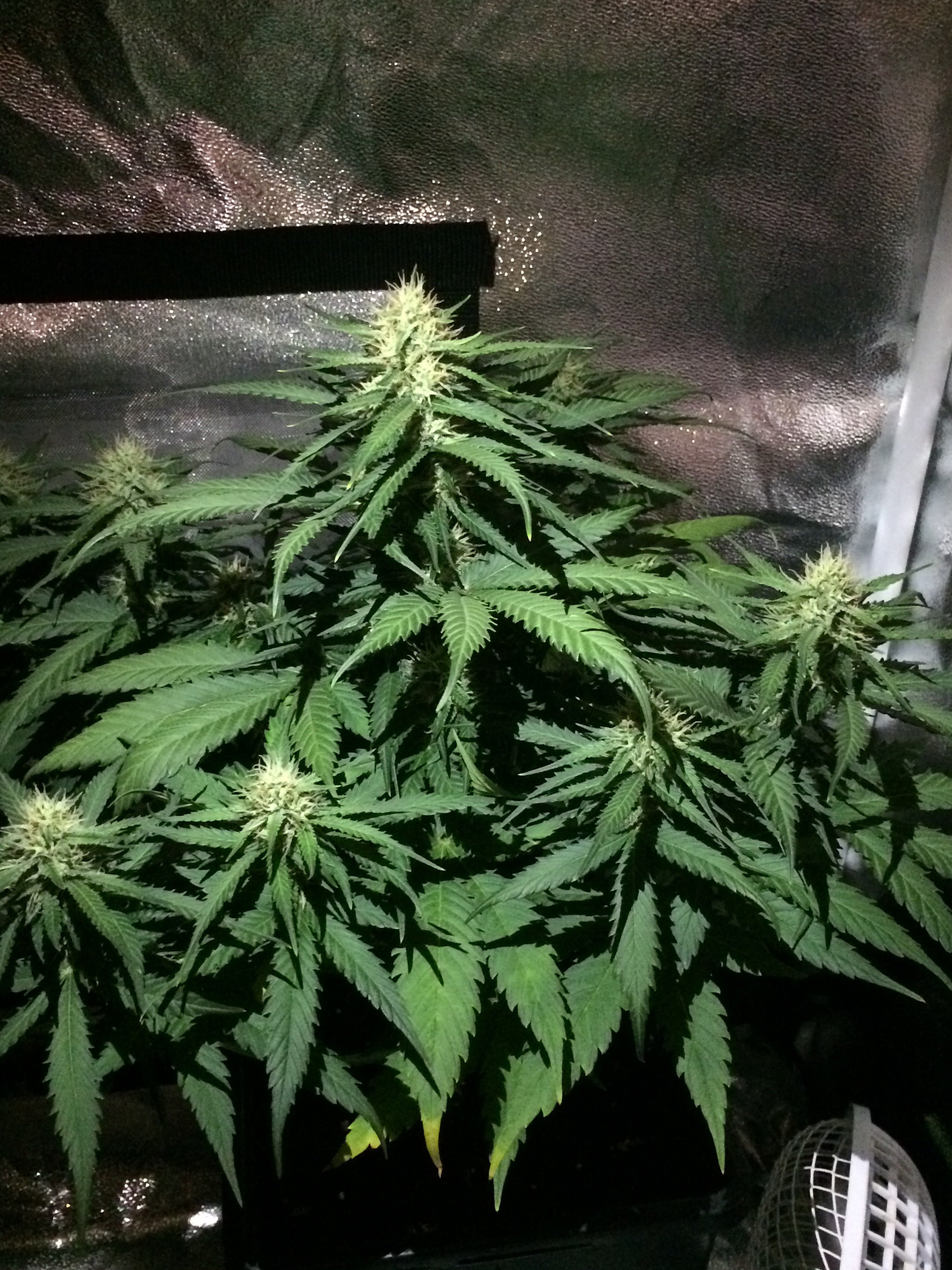 FastBuds - West Coast O.G. (auto/fem.)