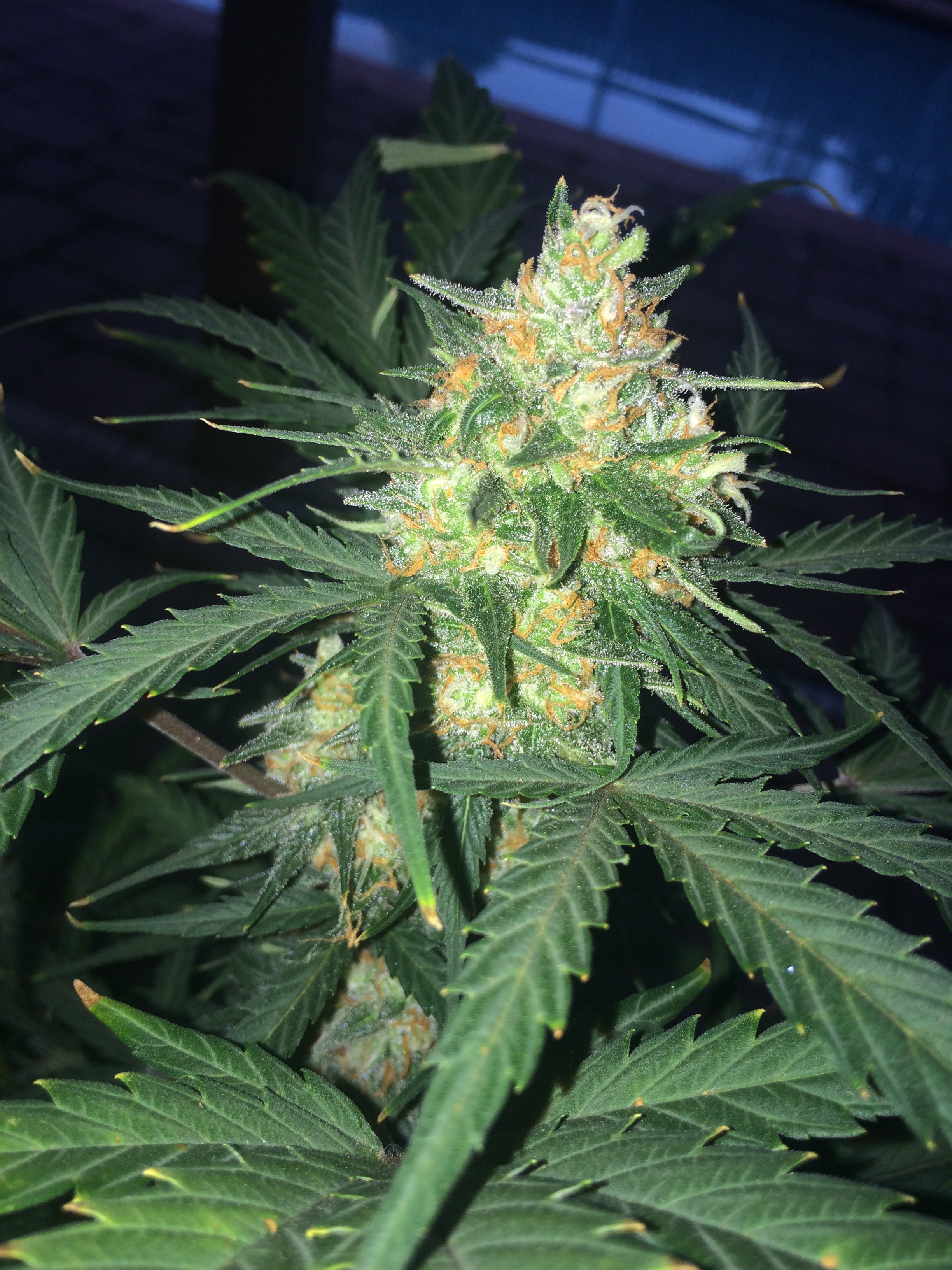 FastBuds - West Coast O.G. (auto/fem.)