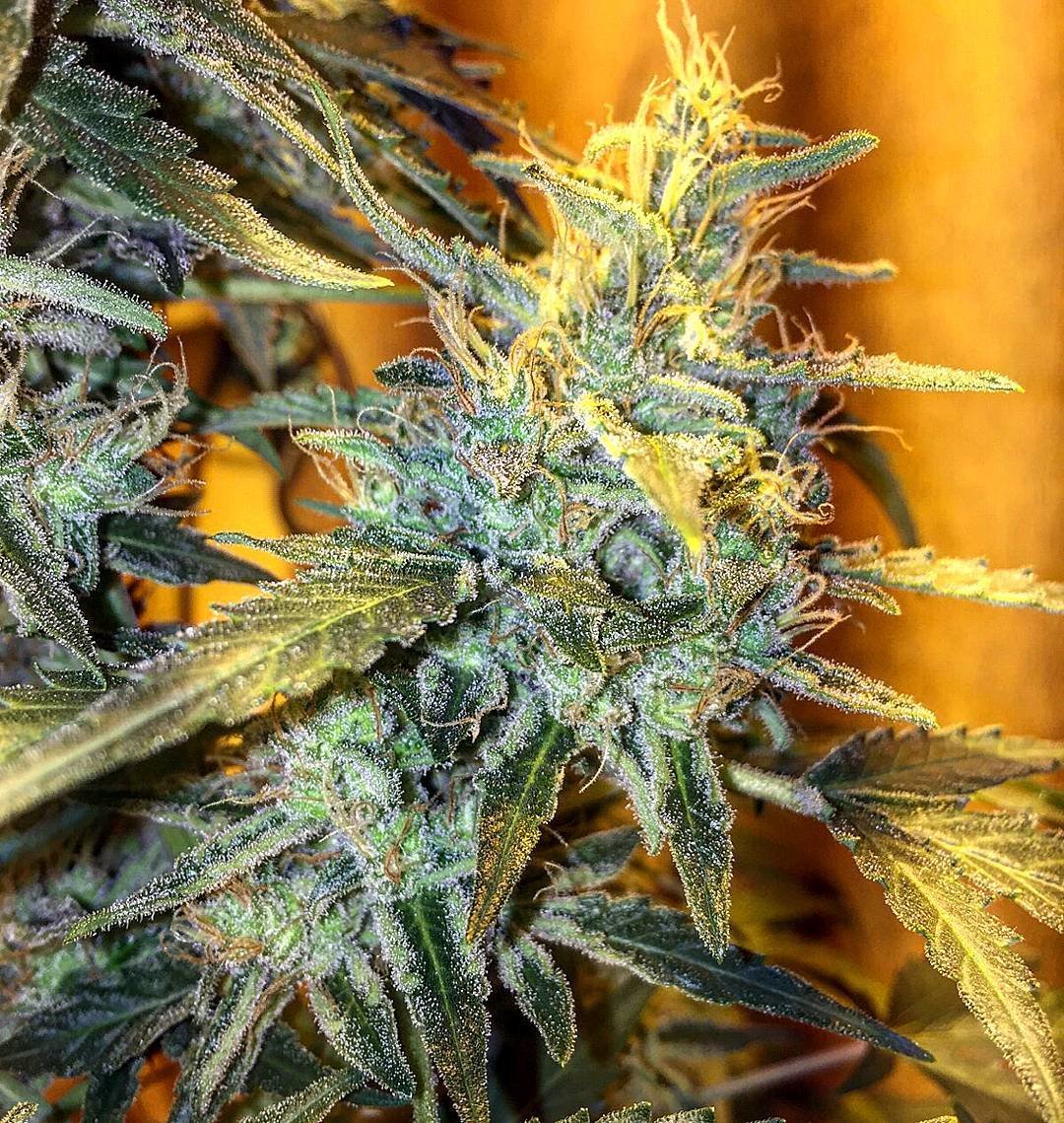 FastBuds - West Coast O.G. (auto/fem.)