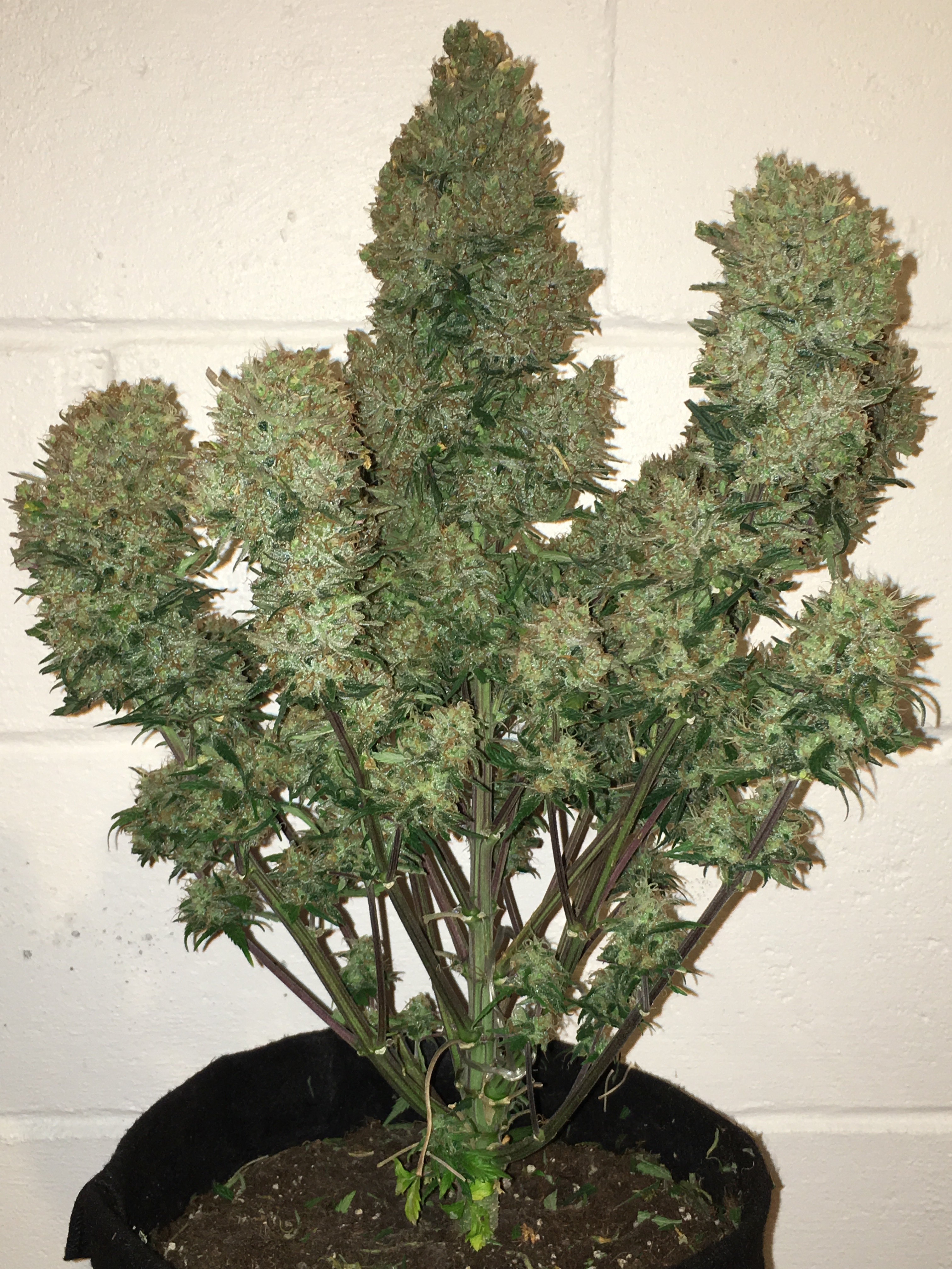 FastBuds - West Coast O.G. (auto/fem.)
