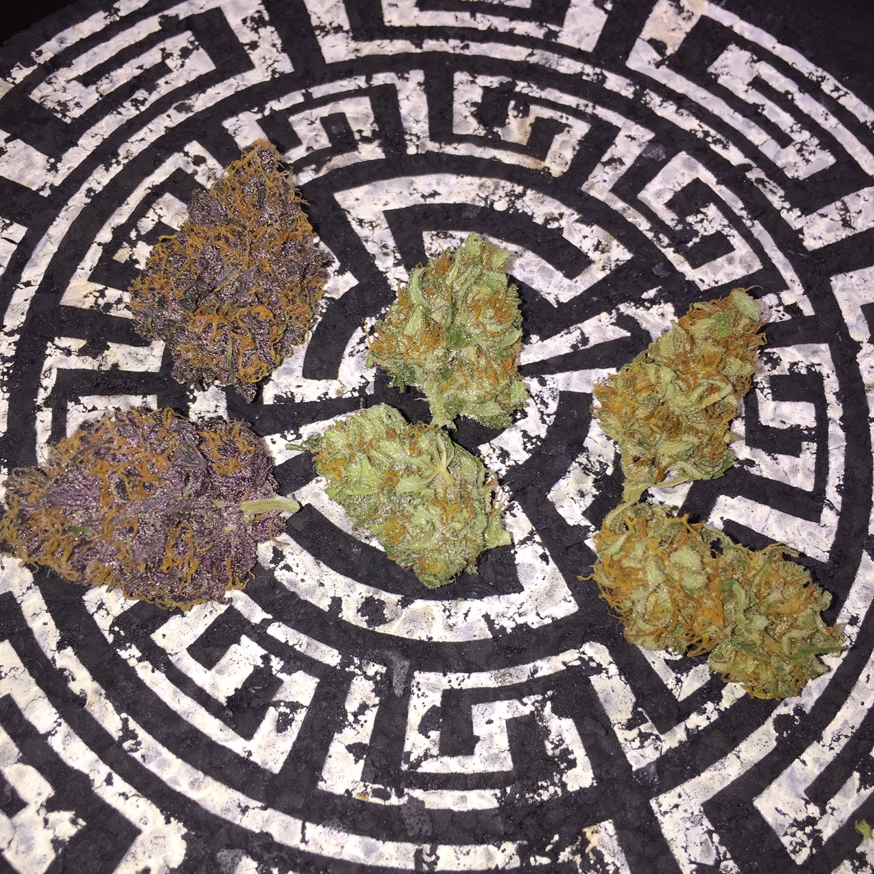 FastBuds - West Coast O.G. (auto/fem.)