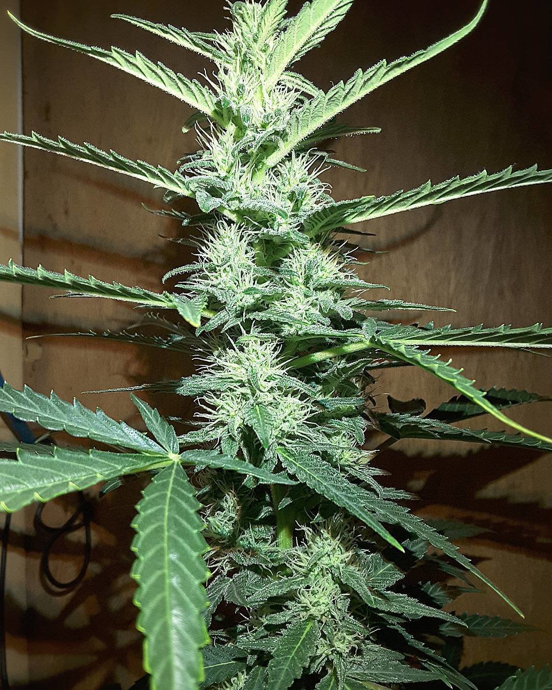FastBuds - West Coast O.G. (auto/fem.)