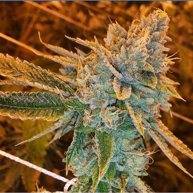 FastBuds - West Coast O.G. (auto/fem.)