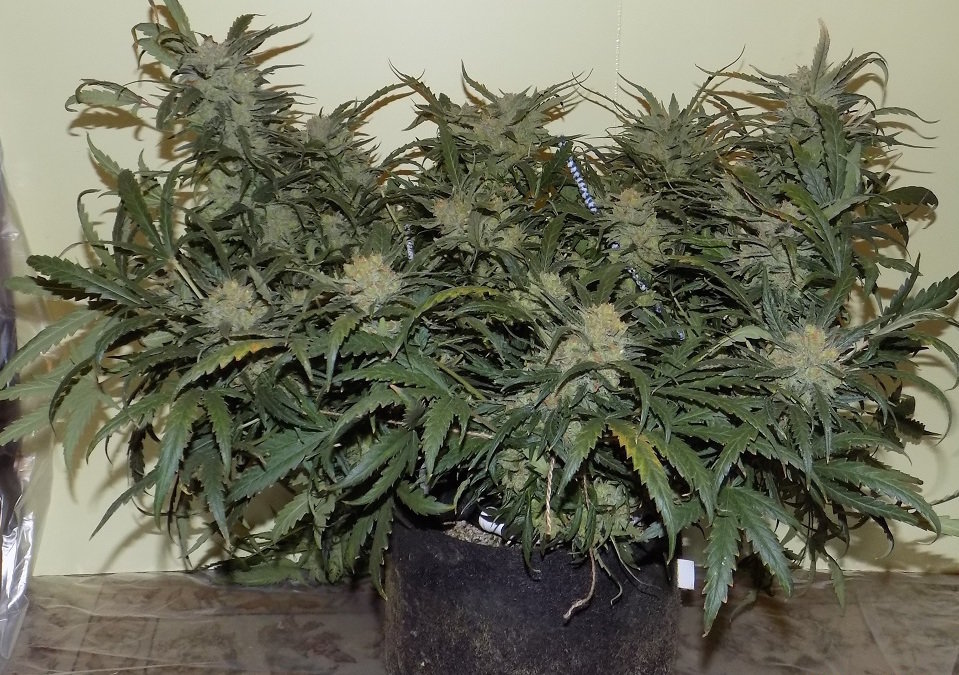 FastBuds - West Coast O.G. (auto/fem.)