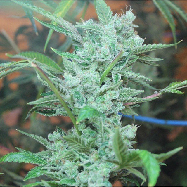 FastBuds - West Coast O.G. (auto/fem.)