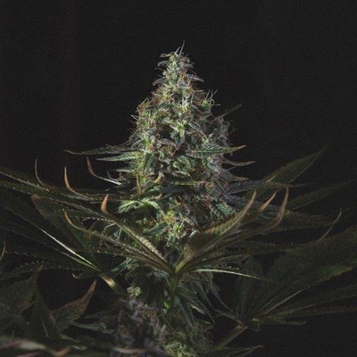 Genofarm - Ancient Widow (fem.) 05548