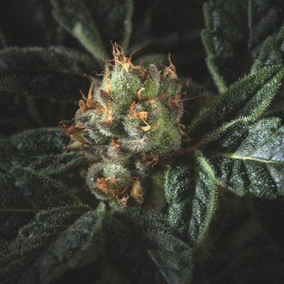 Genofarm - Candyland (fem.) 05549